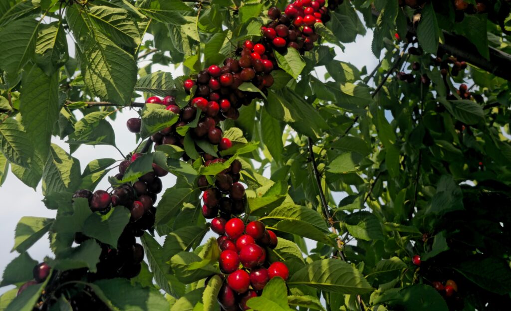 cea-mai-buna-recolta-din-ultimii-ani-unul-dintre-cei-mai-mari-producatori-de-fructe-din-tara-exulta-in-fata-cireselor-din-acest-an-–-hotnews.ro