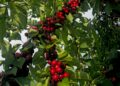 cea-mai-buna-recolta-din-ultimii-ani-unul-dintre-cei-mai-mari-producatori-de-fructe-din-tara-exulta-in-fata-cireselor-din-acest-an-–-hotnews.ro