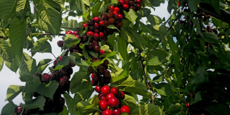 cea-mai-buna-recolta-din-ultimii-ani-unul-dintre-cei-mai-mari-producatori-de-fructe-din-tara-exulta-in-fata-cireselor-din-acest-an-–-hotnews.ro
