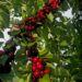 cea-mai-buna-recolta-din-ultimii-ani-unul-dintre-cei-mai-mari-producatori-de-fructe-din-tara-exulta-in-fata-cireselor-din-acest-an-–-hotnews.ro
