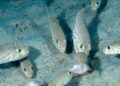 un-peste-toxic-a-invadat-apele-marii-mediterane,-in-apropierea-insulelor-grecesti-frecventate-de-romani