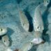 un-peste-toxic-a-invadat-apele-marii-mediterane,-in-apropierea-insulelor-grecesti-frecventate-de-romani