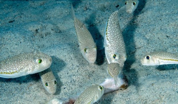 un-peste-toxic-a-invadat-apele-marii-mediterane,-in-apropierea-insulelor-grecesti-frecventate-de-romani