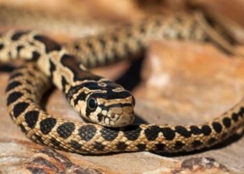 o-specie-de-sarpe-invaziv-se-raspandeste-galopant-in-ibiza-si-mallorca.-inoata-intre-insule-si-ucide-specii-unice