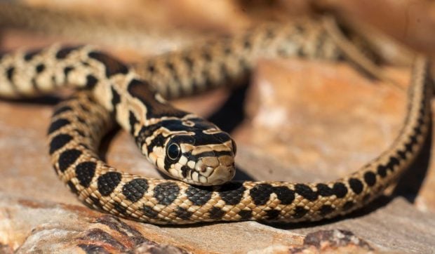 o-specie-de-sarpe-invaziv-se-raspandeste-galopant-in-ibiza-si-mallorca.-inoata-intre-insule-si-ucide-specii-unice