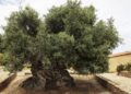 secretul-arborelui-de-4.000-de-ani-din-grecia-care-ofera-si-astazi-ulei-de-masline-premium