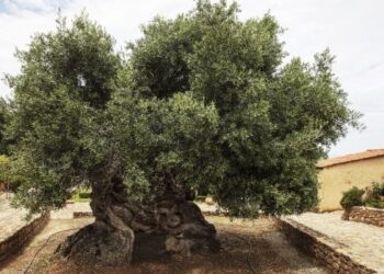 secretul-arborelui-de-4.000-de-ani-din-grecia-care-ofera-si-astazi-ulei-de-masline-premium