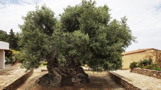 secretul-arborelui-de-4.000-de-ani-din-grecia-care-ofera-si-astazi-ulei-de-masline-premium
