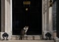 mesajul-aparut-pe-contul-motanului-larry-instructiunile-clare-transmise-noului-premier-britanic-–-hotnews.ro