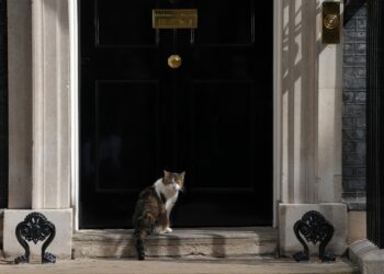 mesajul-aparut-pe-contul-motanului-larry-instructiunile-clare-transmise-noului-premier-britanic-–-hotnews.ro