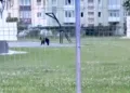 un-urs-s-a-plimbat-prin-centrul-sibiului-mesaj-ro-alert-emis-la-0455-dimineata-unde-a-fost-capturat-–-hotnews.ro