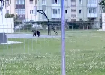 un-urs-s-a-plimbat-prin-centrul-sibiului-mesaj-ro-alert-emis-la-0455-dimineata-unde-a-fost-capturat-–-hotnews.ro