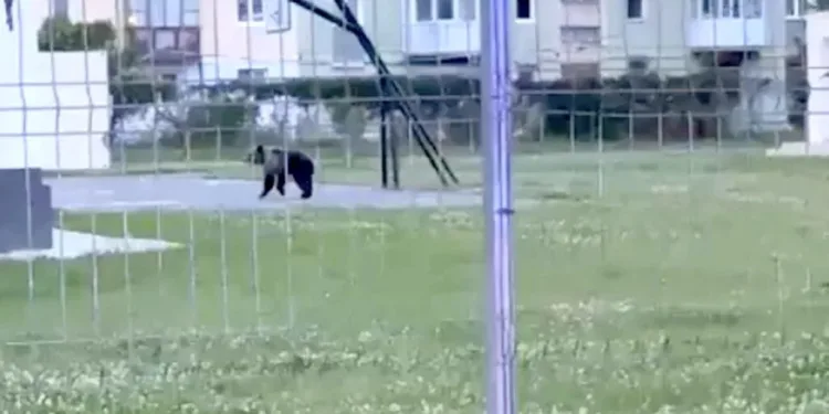un-urs-s-a-plimbat-prin-centrul-sibiului-mesaj-ro-alert-emis-la-0455-dimineata-unde-a-fost-capturat-–-hotnews.ro