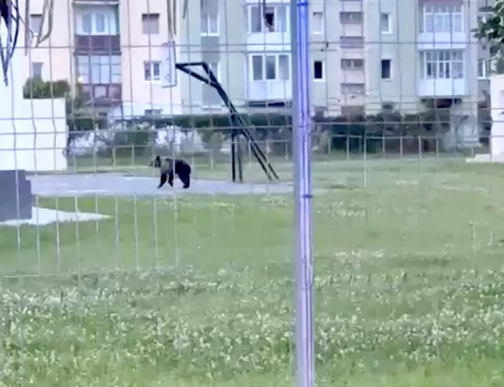 un-urs-s-a-plimbat-prin-centrul-sibiului-mesaj-ro-alert-emis-la-0455-dimineata-unde-a-fost-capturat-–-hotnews.ro
