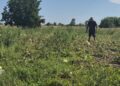 galerie-foto:-zeci-de-tone-de-pepeni,-abandonate-pe-camp-din-cauza-pretului-mic.-fermierii-au-iesit-pe-paguba