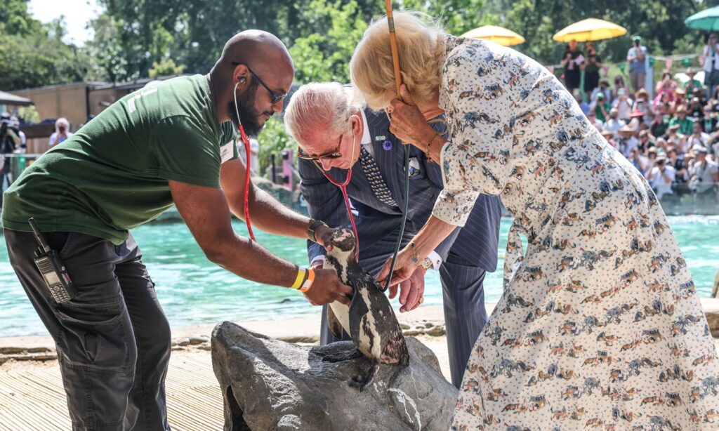 imagini-inedite-cu-regele-charles-si-regina-camilla-la-gradina-zoologica,-pe-canicula:-as-vrea-sa-ma-alatur-pinguinilor-in-bazin-–-hotnews.ro