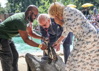 imagini-inedite-cu-regele-charles-si-regina-camilla-la-gradina-zoologica,-pe-canicula:-as-vrea-sa-ma-alatur-pinguinilor-in-bazin-–-hotnews.ro
