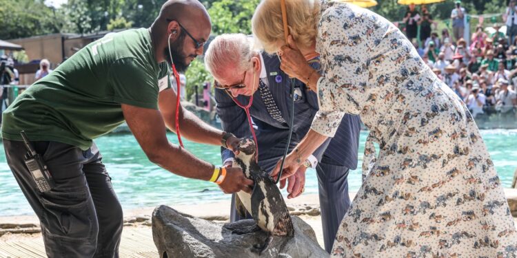 imagini-inedite-cu-regele-charles-si-regina-camilla-la-gradina-zoologica,-pe-canicula:-as-vrea-sa-ma-alatur-pinguinilor-in-bazin-–-hotnews.ro