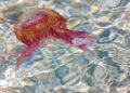 meduzele-periculoase-din-marea-mediterana:-ce-specii-trebuie-sa-evite-turistii-si-ce-faci-daca-esti-intepat