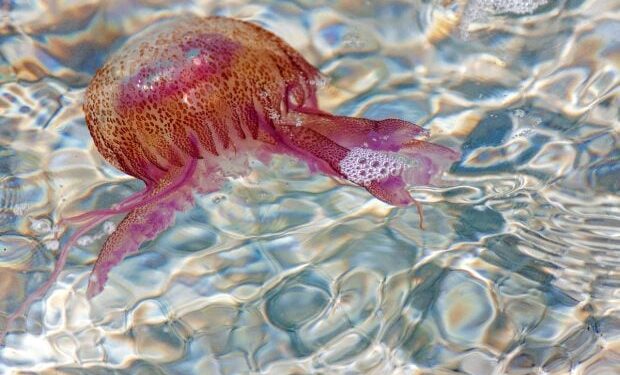 meduzele-periculoase-din-marea-mediterana:-ce-specii-trebuie-sa-evite-turistii-si-ce-faci-daca-esti-intepat