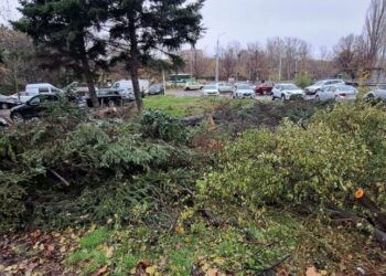 buzoianu:-5000-de-arbori-taiati-ilegal-intr-o-zona-din-brasov.-una-dintre-cele-mai-mari-taieri-descoperite-in-ultimii-ani