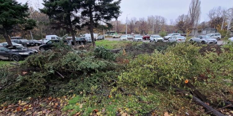 buzoianu:-5000-de-arbori-taiati-ilegal-intr-o-zona-din-brasov.-una-dintre-cele-mai-mari-taieri-descoperite-in-ultimii-ani
