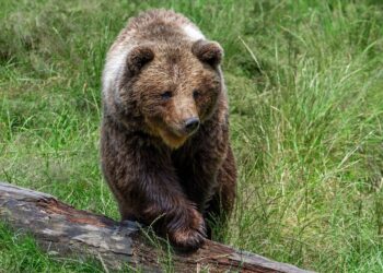 copii,-trimisi-de-parinti-sa-dea-de-mancare-ursilor-am-vazut-filmari,-spune-ministrul-mediului-–-hotnews.ro