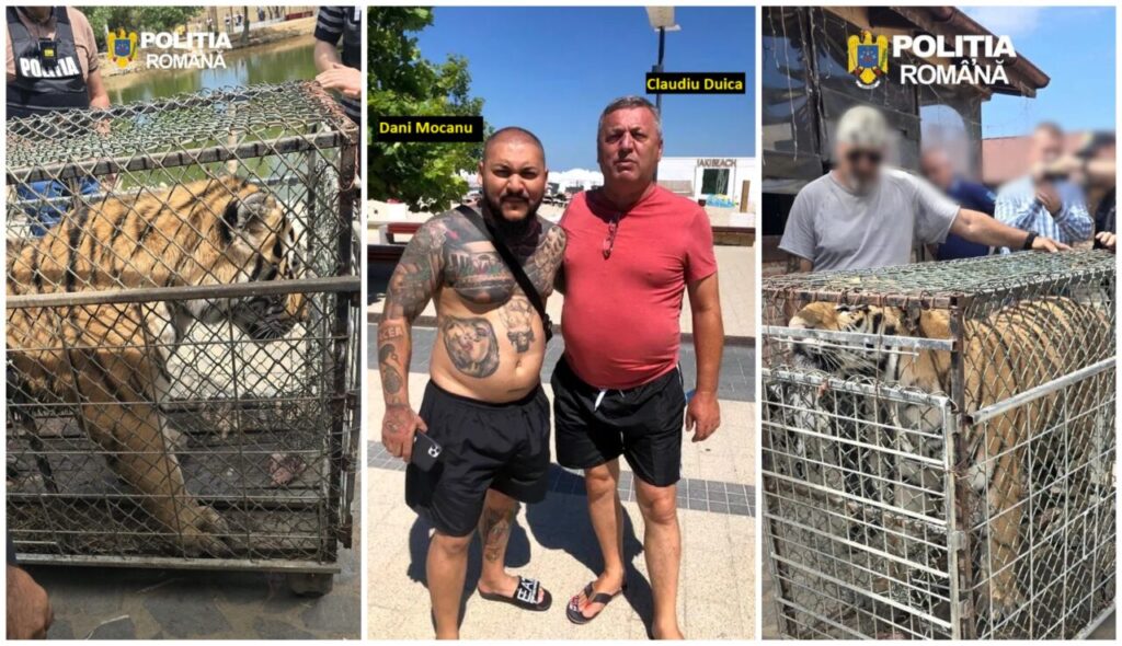 descinderi-la-o-gradina-zoologica-din-dambovita,-care-functioneaza-ilegal-de-ani-de-zile-tigri-si-un-pui-de-leu-mort-in-congelator.-proprietarul,-executor-judecatoresc,-are-trei-dosare-penale-la-activ-si-legaturi-cu-dani-mocanu