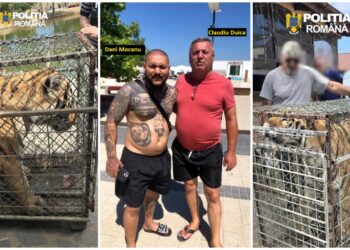 descinderi-la-o-gradina-zoologica-din-dambovita,-care-functioneaza-ilegal-de-ani-de-zile-tigri-si-un-pui-de-leu-mort-in-congelator.-proprietarul,-executor-judecatoresc,-are-trei-dosare-penale-la-activ-si-legaturi-cu-dani-mocanu