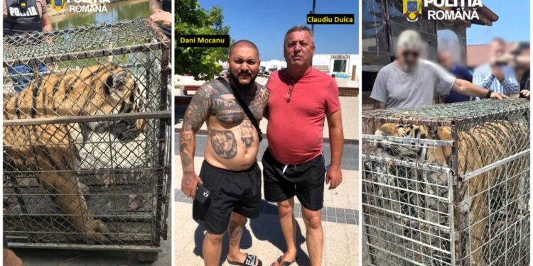 descinderi-la-o-gradina-zoologica-din-dambovita,-care-functioneaza-ilegal-de-ani-de-zile-tigri-si-un-pui-de-leu-mort-in-congelator.-proprietarul,-executor-judecatoresc,-are-trei-dosare-penale-la-activ-si-legaturi-cu-dani-mocanu