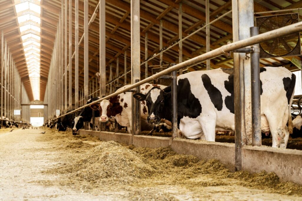 apia-plateste-49,2-milioane-lei-crescatorilor-de-animale