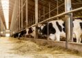 apia-plateste-49,2-milioane-lei-crescatorilor-de-animale