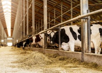 apia-plateste-49,2-milioane-lei-crescatorilor-de-animale