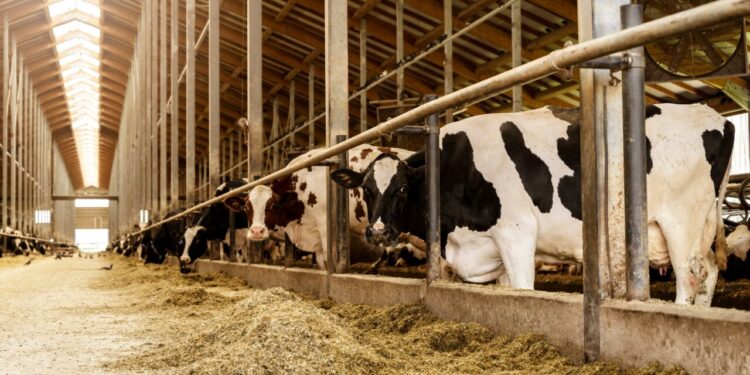 apia-plateste-49,2-milioane-lei-crescatorilor-de-animale