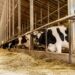 apia-plateste-49,2-milioane-lei-crescatorilor-de-animale