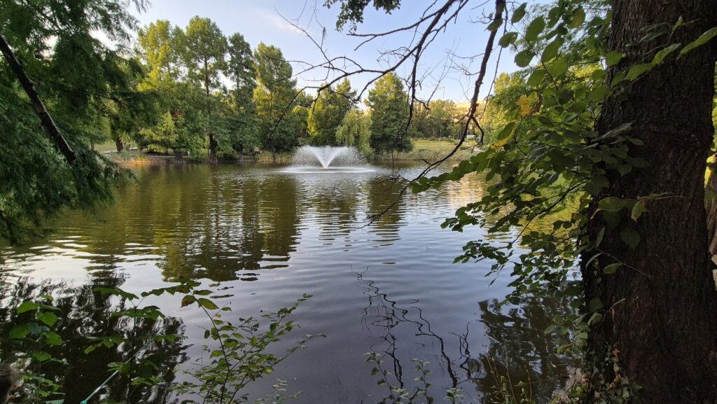 foto-mister-pe-unul-dintre-lacurile-din-capitala:-o-floare-exotica-a-disparut-de-pe-apa-si-nimeni-nu-stie-de-ce-–-hotnews.ro