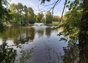 foto-mister-pe-unul-dintre-lacurile-din-capitala:-o-floare-exotica-a-disparut-de-pe-apa-si-nimeni-nu-stie-de-ce-–-hotnews.ro