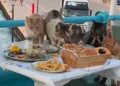 doua-femei-au-plecat-de-la-masa-in-grecia,-dupa-ce-mai-multe-pisici-le-au-asaltat-si-au-mancat-din-farfuriile-lor