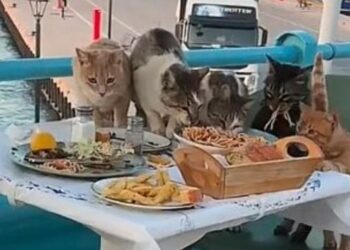 doua-femei-au-plecat-de-la-masa-in-grecia,-dupa-ce-mai-multe-pisici-le-au-asaltat-si-au-mancat-din-farfuriile-lor