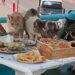 doua-femei-au-plecat-de-la-masa-in-grecia,-dupa-ce-mai-multe-pisici-le-au-asaltat-si-au-mancat-din-farfuriile-lor