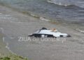 un-fragment-de-drona-a-fost-descoperit-pe-plaja-neversea-din-constanta