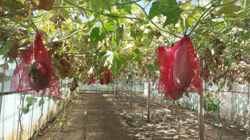 fructul-de-20-de-kg,-cultivat-in-buzau,-care-poate-rezista-si-un-an-fara-sa-se-strice