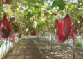 fructul-de-20-de-kg,-cultivat-in-buzau,-care-poate-rezista-si-un-an-fara-sa-se-strice