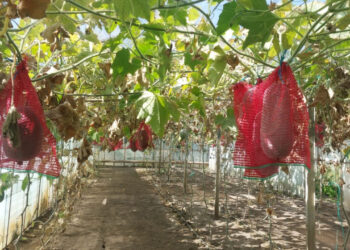 fructul-de-20-de-kg,-cultivat-in-buzau,-care-poate-rezista-si-un-an-fara-sa-se-strice