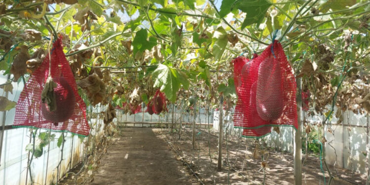fructul-de-20-de-kg,-cultivat-in-buzau,-care-poate-rezista-si-un-an-fara-sa-se-strice