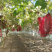 fructul-de-20-de-kg,-cultivat-in-buzau,-care-poate-rezista-si-un-an-fara-sa-se-strice
