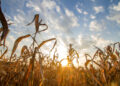 seceta-din-bihor-baga-fermele-in-faliment.-porumbul-e-calamitat,-agricultorii-cumpara-cereale-pentru-arenda