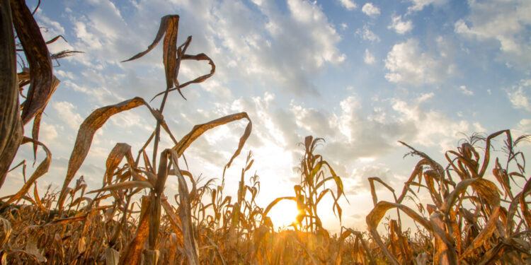 seceta-din-bihor-baga-fermele-in-faliment.-porumbul-e-calamitat,-agricultorii-cumpara-cereale-pentru-arenda