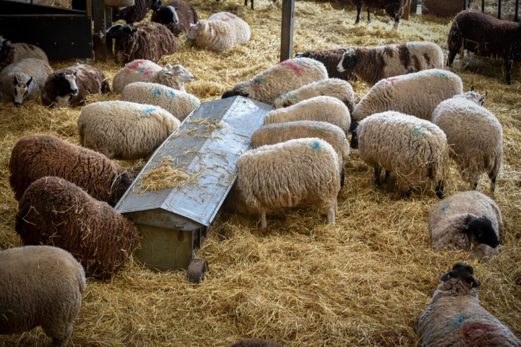 fonduri-europene-de-50.000-de-euro-pentru-ferme:-conditii-si-ghid-afir