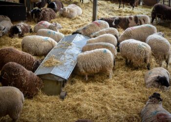 fonduri-europene-de-50.000-de-euro-pentru-ferme:-conditii-si-ghid-afir